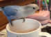Beautiful super friendly hand reared lovebird