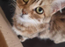 Mainecoon x bengal kittens