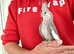 super silly hand tamed baby cockatiels