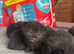 Ragdoll cross kittens