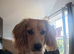 Hugo 10 month old cocker spaniel