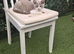 Full british short hair kitten