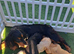 Show type working cocker spaniel puppies 1 boy left