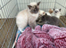 5 STUNNING RAGDOLLS