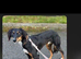 Suzuki Father & Son Pair – Beautiful, Friendly, Active Dogs