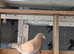 Racing pigeon for sale