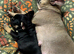 Female French bull dog
