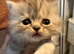 Chinchilla exotic kittens