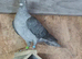Opal spread racing pigeons