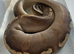 Phantom GHI Royal Python
