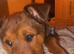 Rottweiler cross needs a home