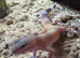 Beautiful leopard gecko