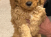 Poodle
