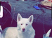 Beautiful nearly 2-year-old Siberian Husky looking for his forever home.