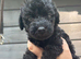 Pure silver bedlington terriers