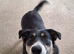Rescued mix breed, 3 years old,loving