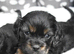 Health Tested Cavapoo Puppies