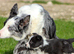 Last Boy border collie