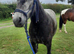 Class 1 Connemara Mare