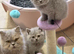 Stunning British shorthair & longhair