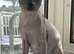 Sphinx cat