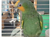 Amazon orange winged