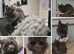 Cat grooming salon