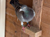 Homing pigeons available &pound;10 each