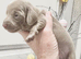 KC REGISTERED FULL PEDIGREE Miniature smooth coat Dachshund Puppies!