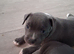 Staffordshire bull terrier puppies for sale