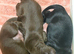 KC Liver and black puppies