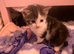 Kittens for sale