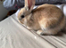 2 Female Baby Rabbits For Sale