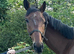 Gentle giant 16.3/17h 7yo unraced Irish TB gelding