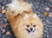 White and sable Pomeranian puppies