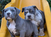 American bully