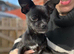 Chihuahua x min pin puppies craiagavon area