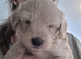 Beautiful Maltipoo Puppies 6 weeks old x2 Boys left