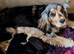 Show type Cocker Spaniel pup. Last one avaialable