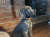 KC REGISTERED WEIMARANER PUPPIES AVAILABLE
