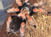 AF B boehmei and B Hamorii