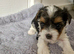 Yorkshire Biewer Terrier Puppies
