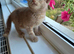 We are looking for our forever home