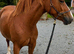 STUNNING Chestnut Roan Welsh D Filly!