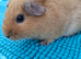 Young Female Guinea Pigs looking for their forever homes (various breeds)