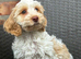 F1 cockapoo puppies