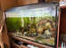 Fish tank all included