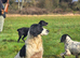 Kc reg springer spaniels
