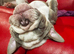 Bulldog puppies for sale.