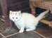 Gorgeous Kittens for sale